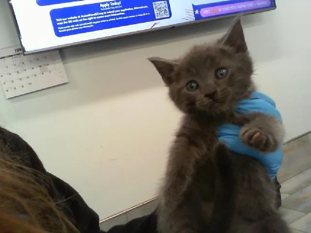 A baby small-sized male Domestic Short Hair cat named Mako for adoption in Charlotte, NC
