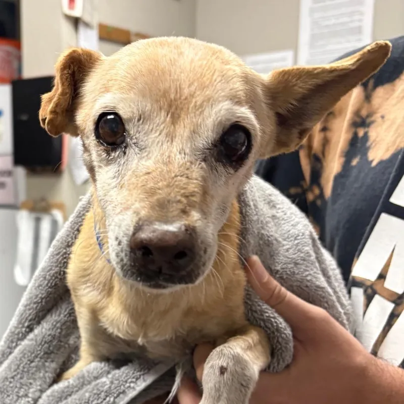 A baby small-sized male Chihuahua dog named Gargoyle for adoption in Yuma, AZ