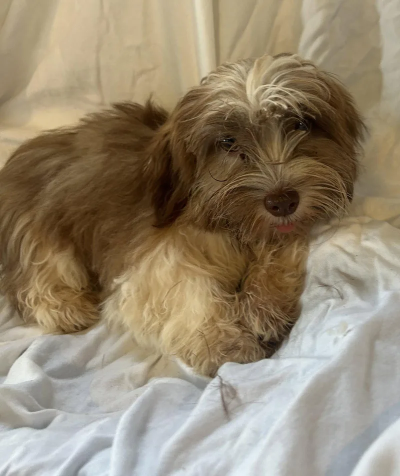 A baby small-sized female Lhasa Apso dog named Muffin for adoption in Pipe Creek, TX
