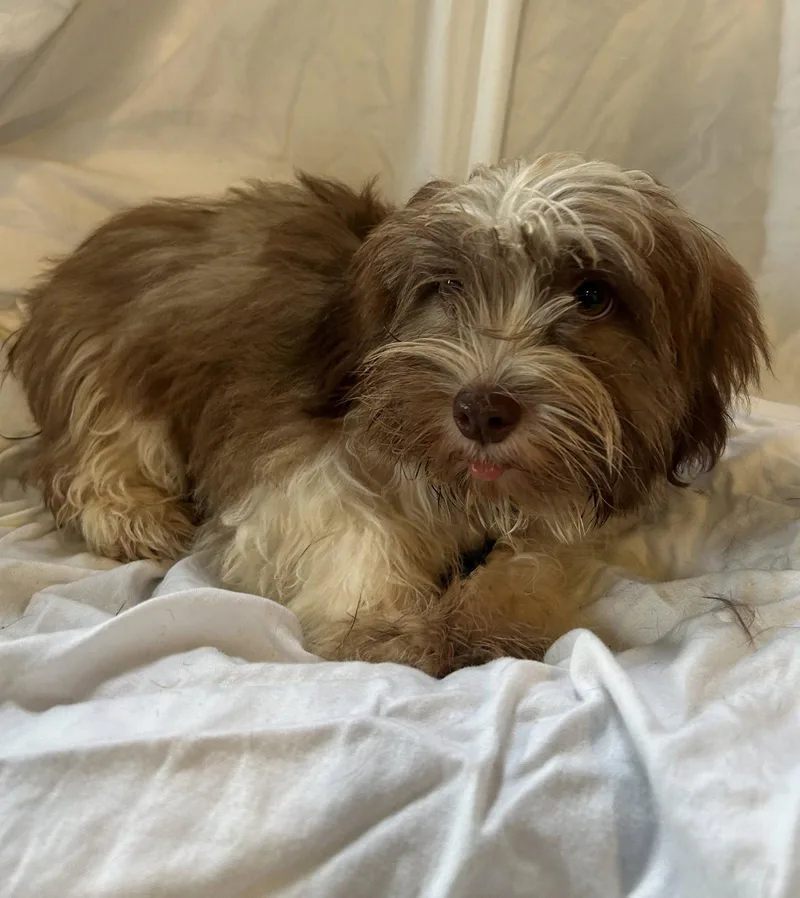 Muffin thumbnail 2