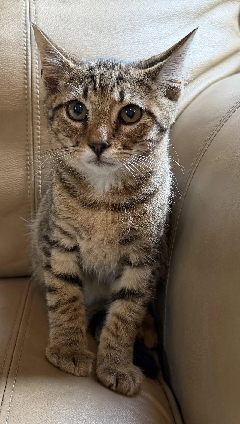 A young medium-sized male Domestic Short Hair cat named Tigger for adoption in Elkins, WV