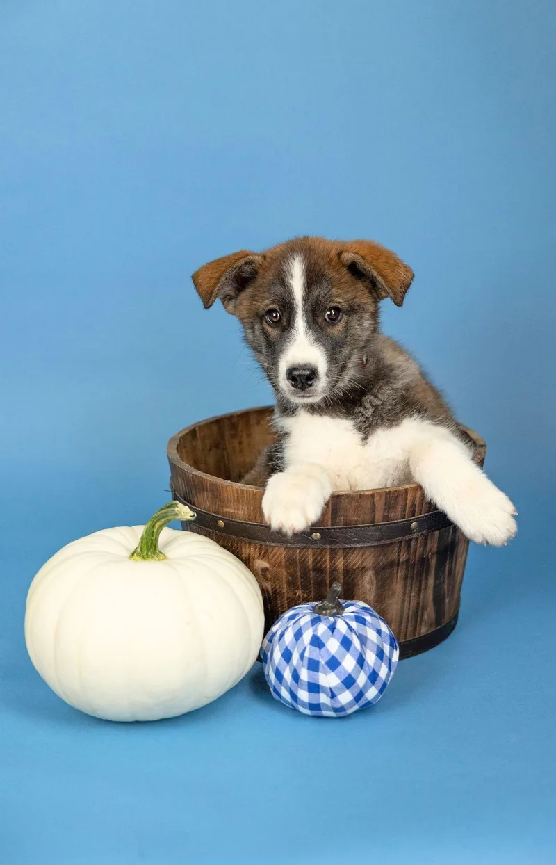 A baby large-sized male Husky dog named 816-26 for adoption in Brighton, CO