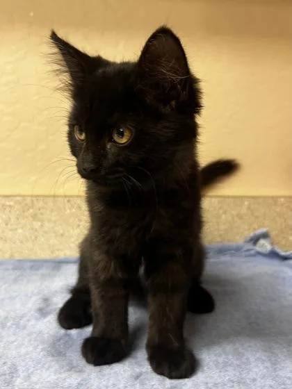 A baby small-sized female Domestic Medium Hair cat named Solstice for adoption in Phoenix, AZ