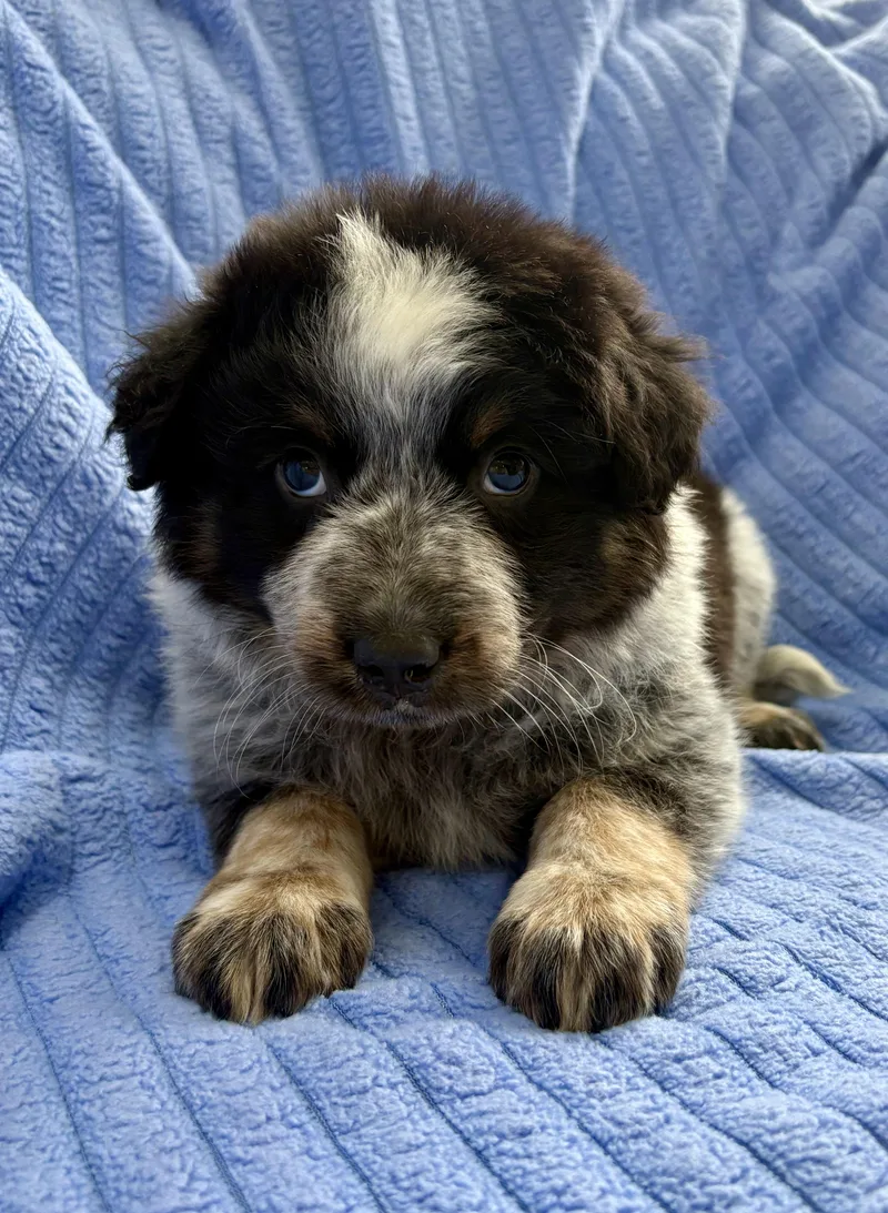 A baby medium-sized female Australian Shepherd dog named Lola for adoption in Chesterfield, MI