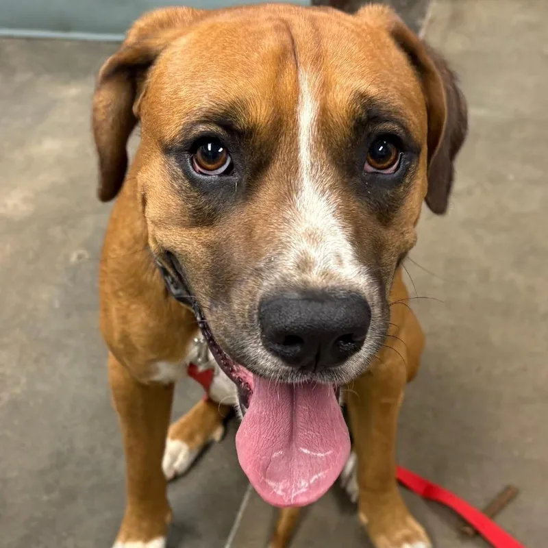 An adult medium-sized male Yellow / Tan / Blond / Fawn Hound dog named Cosmo for adoption in Melbourne, KY