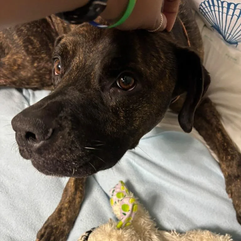 An adult medium-sized male Brindle Boxer dog named Reggie for adoption in Tuscaloosa, AL