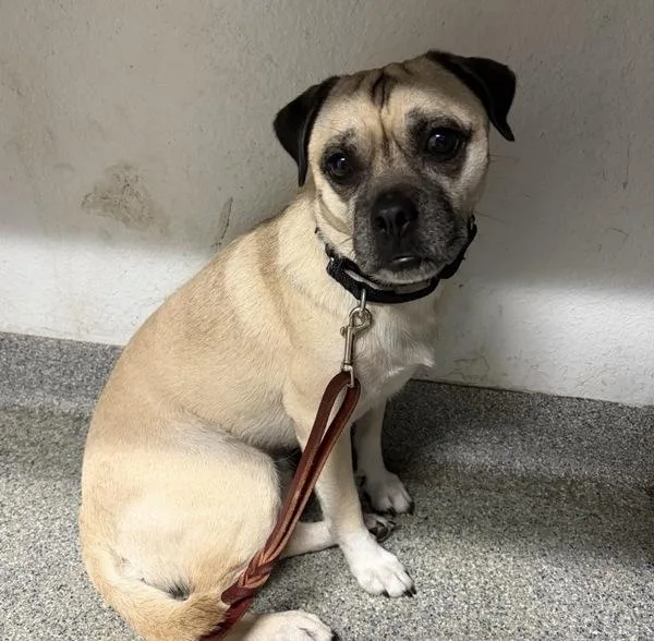 An adult small-sized male Pug dog named Blanco for adoption in Escondido, CA