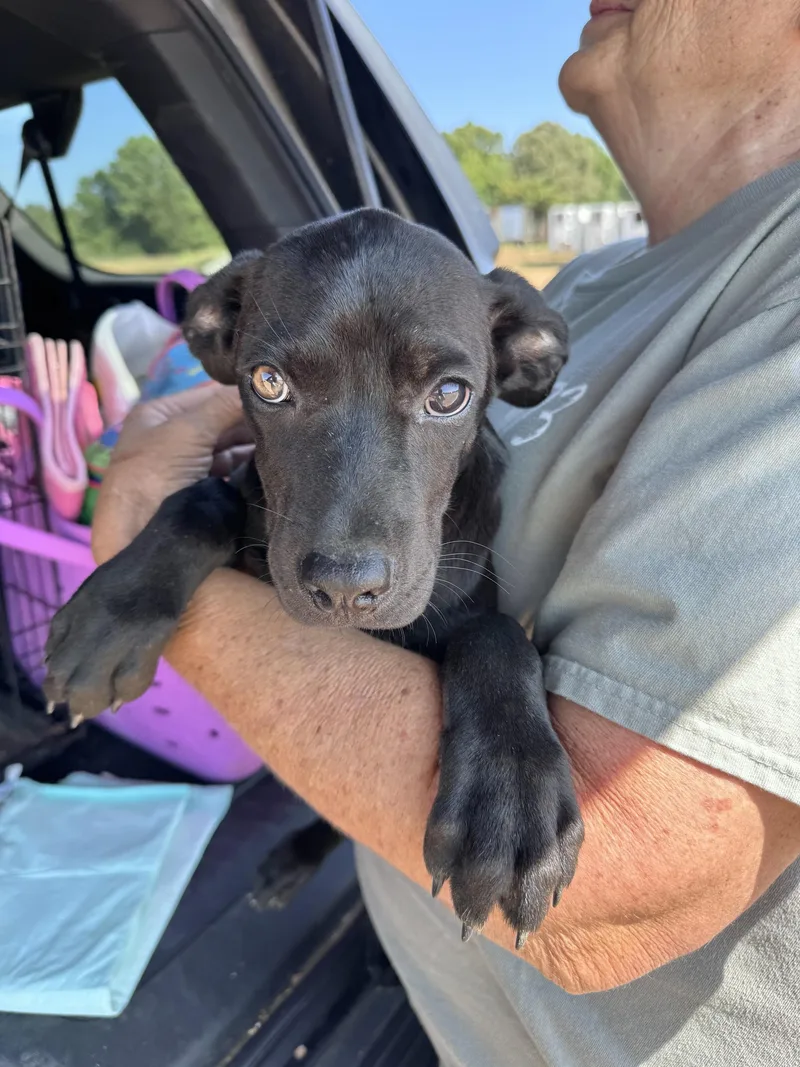 A baby medium-sized male Catahoula Leopard Dog dog named Max for adoption in Manchester, CT