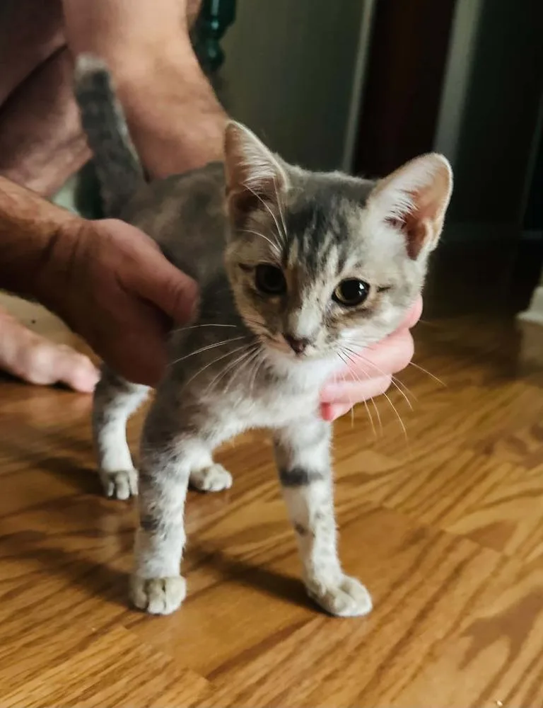 A baby small-sized female Domestic Short Hair cat named Claire for adoption in Groveland, MA