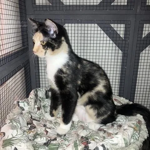 A baby medium-sized female Calico cat named Serena for adoption in Midland, MI