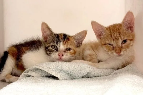 A baby small-sized female Domestic Short Hair cat named Brook for adoption in Austin, TX