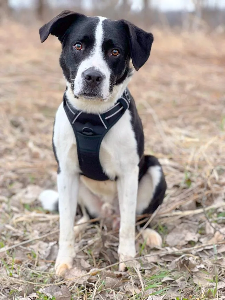 A young medium-sized male Mixed Breed dog named Danny for adoption in Savage, MN