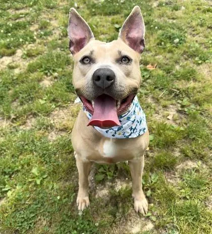 An adult medium-sized female Mixed Breed dog named Noel for adoption in West Chester, PA