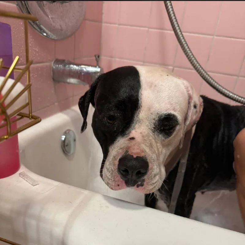 Sadie thumbnail 3