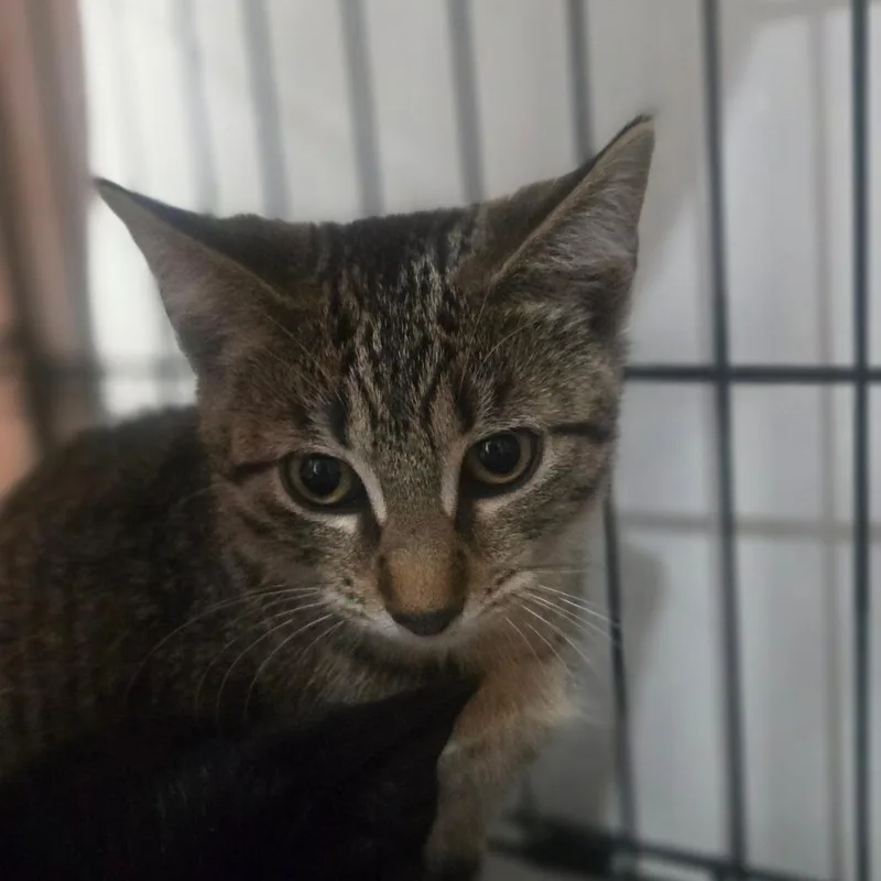 A baby small-sized female Brown / Chocolate Domestic Short Hair cat named Mignonette for adoption in Salisbury, MA