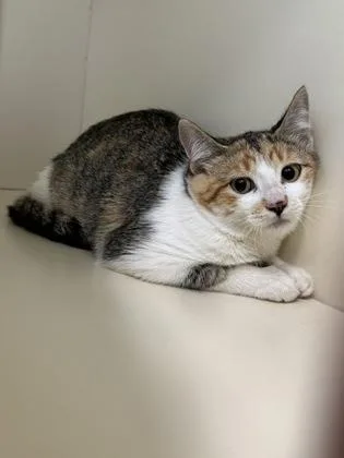 A baby small-sized female Domestic Short Hair cat named Azure for adoption in Pequot Lakes, MN