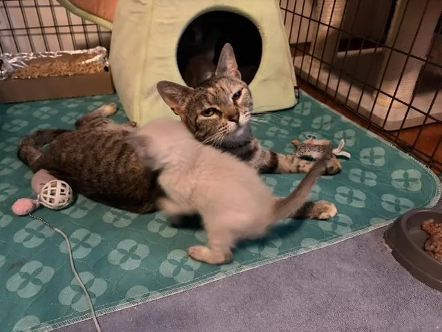 An adult medium-sized female Domestic Short Hair cat named Rogue for adoption in Lafayette, CO