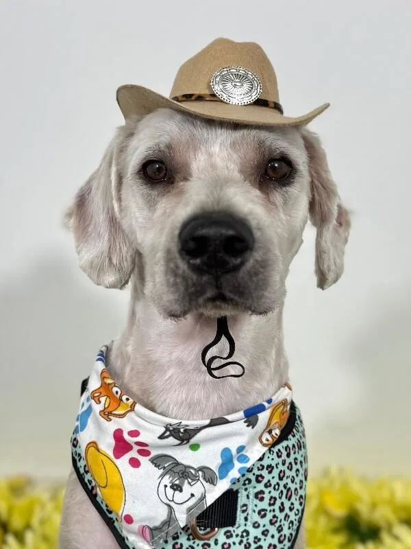 A senior medium-sized male White / Cream Wheaten Terrier dog named Erik for adoption in Carlsbad, CA