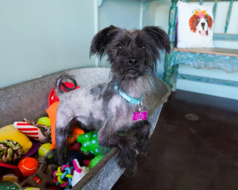 An adult small-sized male Gray / Blue / Silver Miniature Schnauzer dog named Sirius for adoption in San Antonio, TX