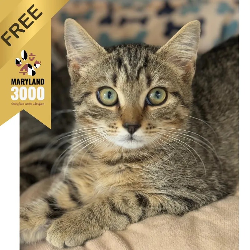 A baby small-sized male Brown / Chocolate Domestic Short Hair cat named Cosmic for adoption in Ridgely, MD