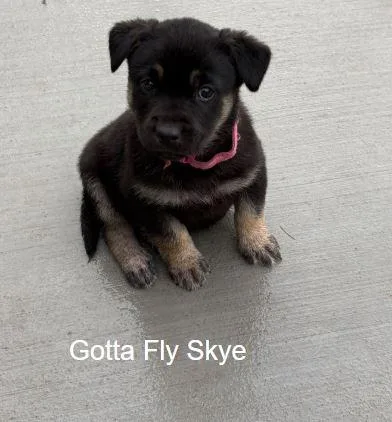 A baby medium-sized female Labrador Retriever dog named Gotta Fly Skye for adoption in Salt Lake City, UT