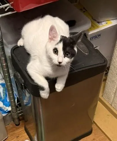 A baby small-sized male Domestic Short Hair cat named Dobbie for adoption in Sacramento, CA