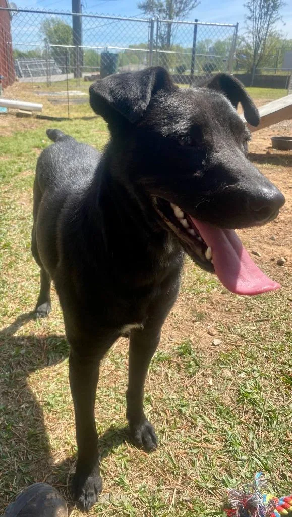 A young medium-sized female Labrador Retriever dog named Luna for adoption in Bryant, AR