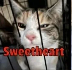 Sweetheart thumbnail 2