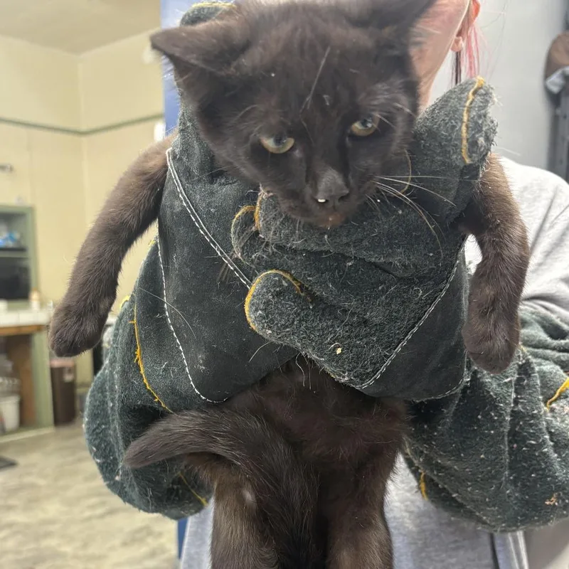 Salem