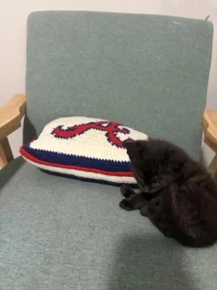 A baby small-sized female Domestic Short Hair cat named Puttanesca for adoption in Chamblee, GA