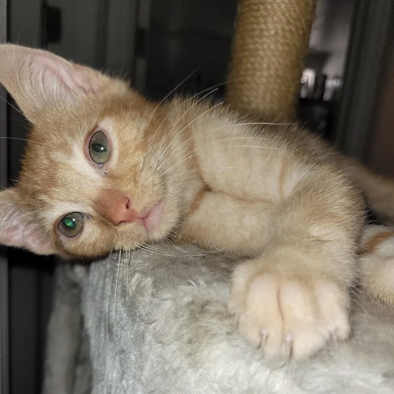 Billy Pace thumbnail 2