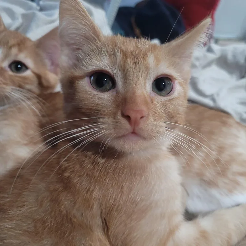 Billy Pace thumbnail 3