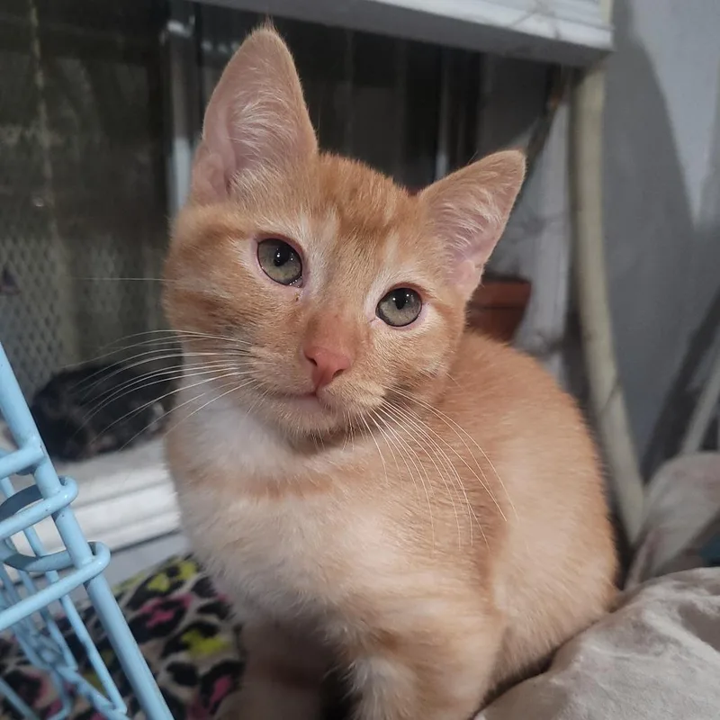 Billy Pace thumbnail 4