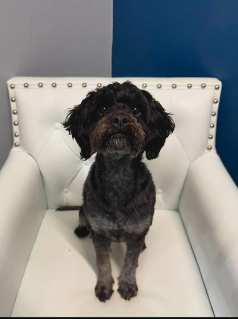 An adult medium-sized female Black Standard Poodle dog named Juliet for adoption in Washingtonville, NY