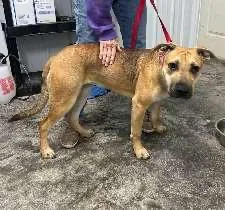 A young medium-sized female Golden Shar-Pei dog named Chelsea for adoption in Scottsburg, IN