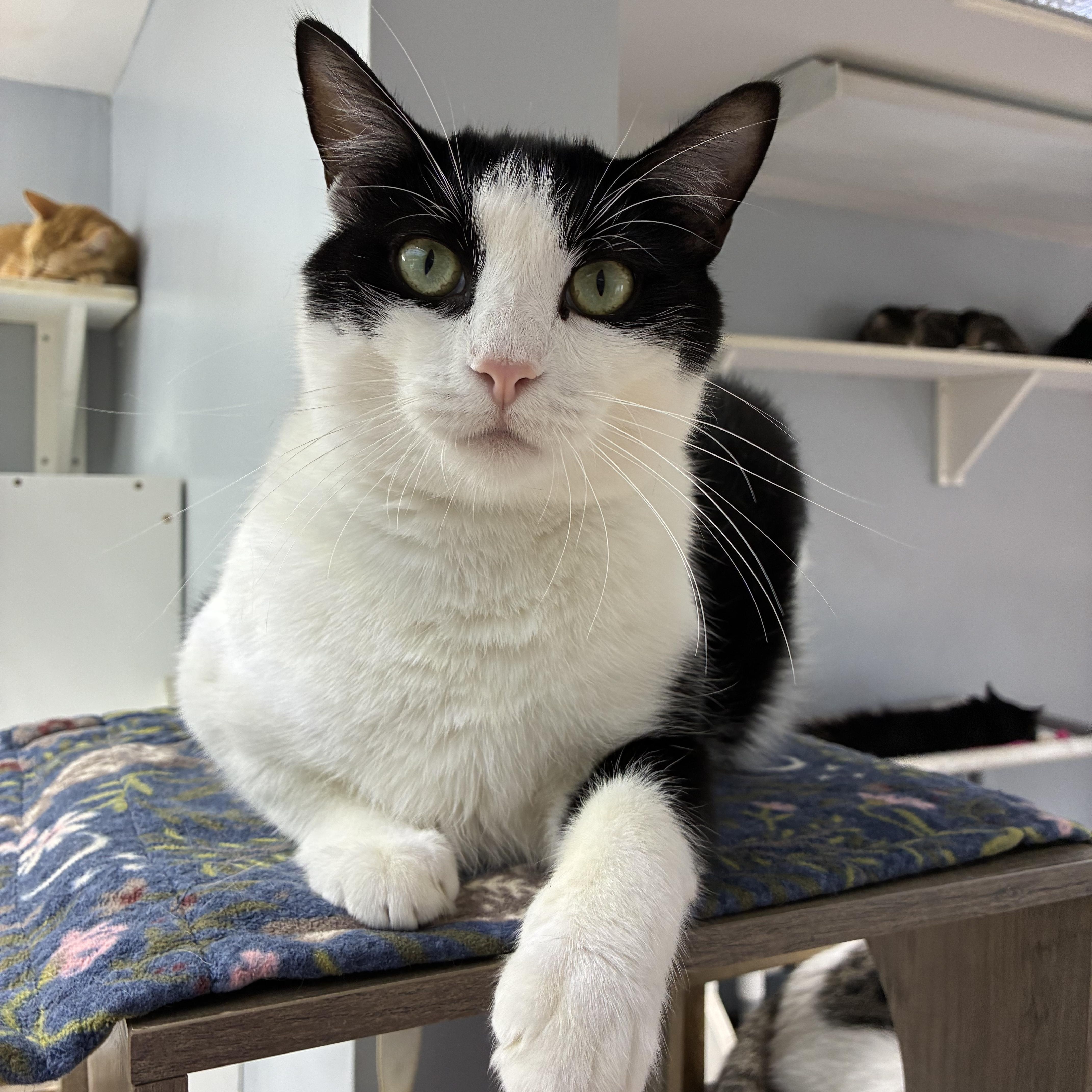 An adult large-sized male Black & White / Tuxedo Domestic Short Hair cat named Spike for adoption in Breinigsville, PA