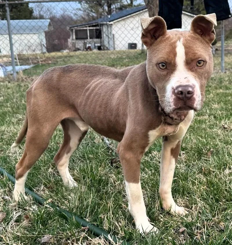 Samson