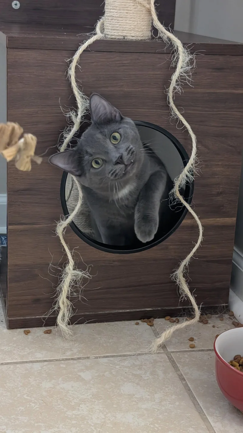 An adult medium-sized male Russian Blue cat named Joey for adoption in Columbus, OH