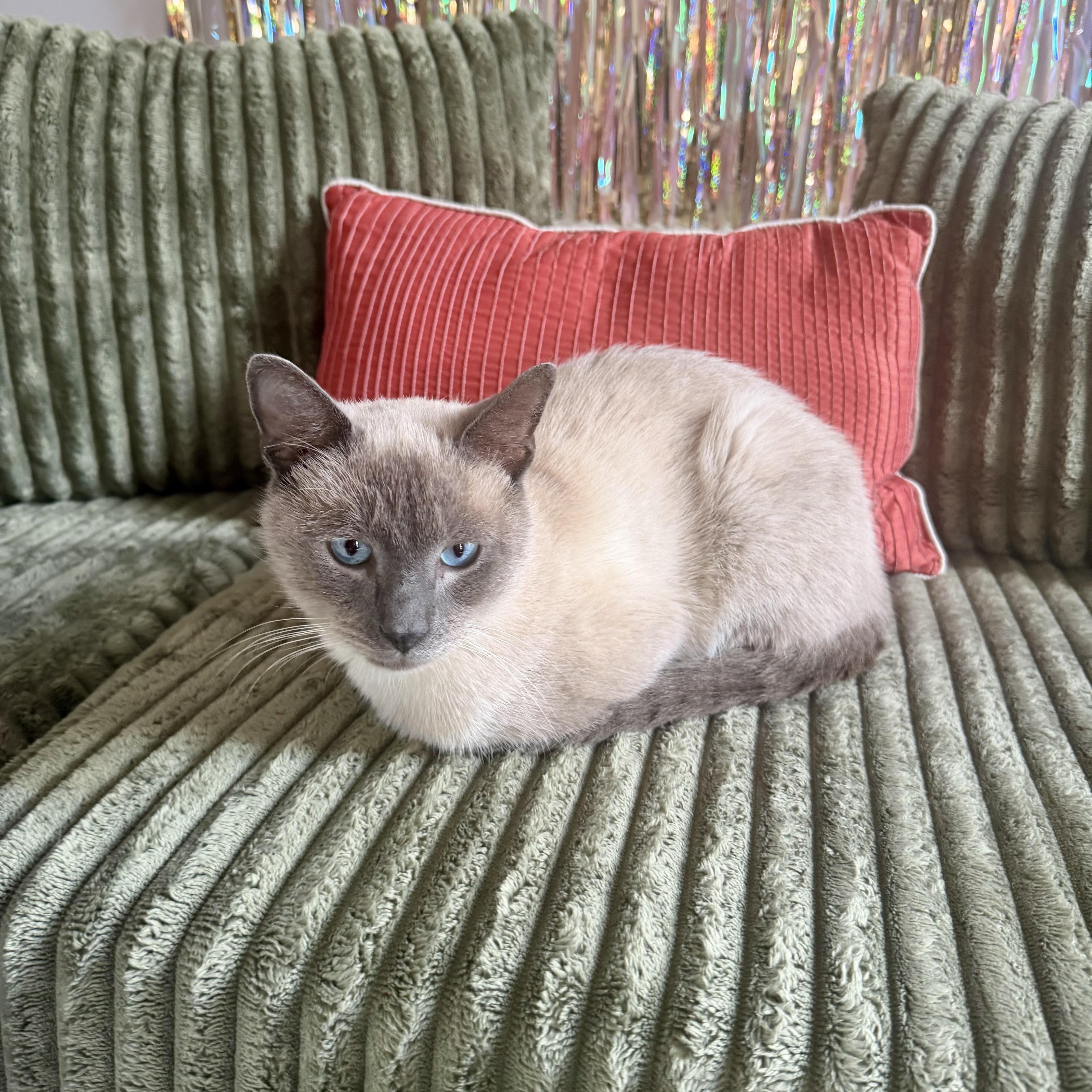A young medium-sized male Blue Point Siamese cat named Silver Streak for adoption in Richmond, VA