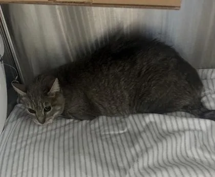 An adult medium-sized female Domestic Short Hair cat named Marian for adoption in West Chester, PA