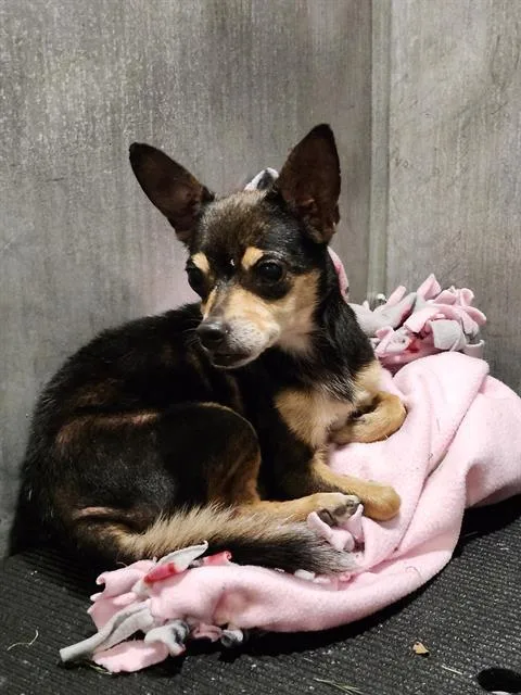 A senior small-sized female Chihuahua dog named A for adoption in San Antonio, TX
