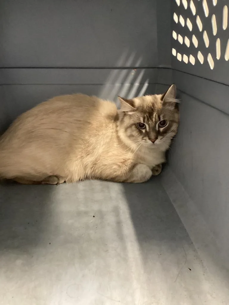 A young medium-sized male Siamese cat named Milo for adoption in Bloomington, IN