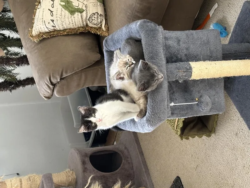 A baby small-sized female Black Domestic Short Hair cat named Jolene for adoption in La Jolla, CA