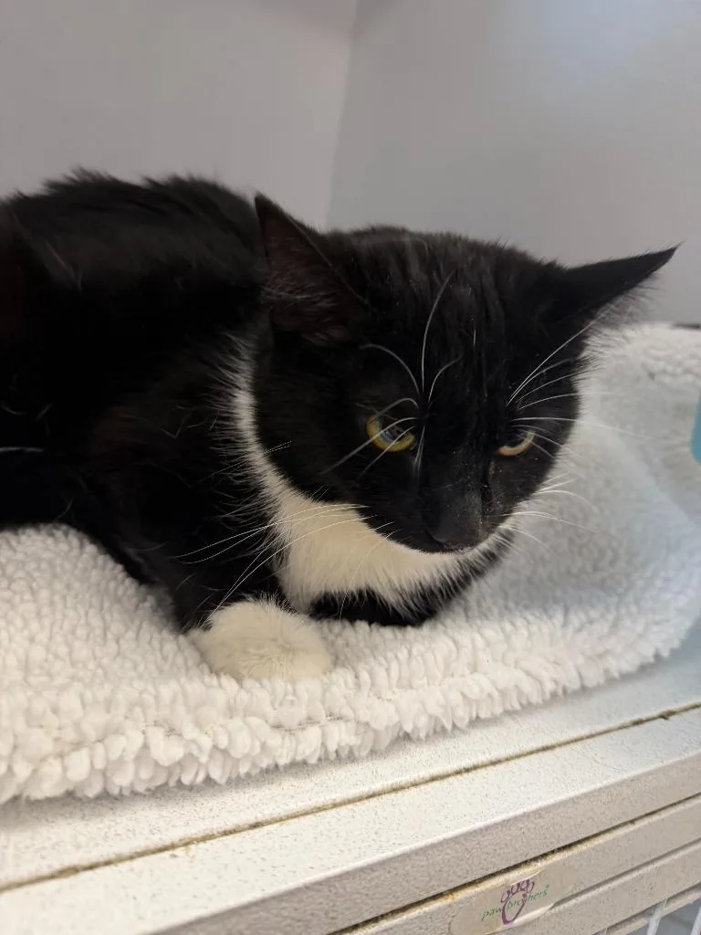 A young medium-sized female Domestic Short Hair cat named Gretchen for adoption in New Kensington, PA