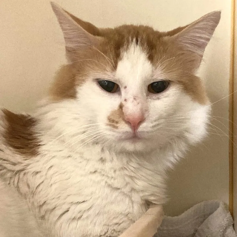 An adult extra large-sized male Orange / Red Domestic Long Hair cat named Kenny for adoption in South Elgin, IL