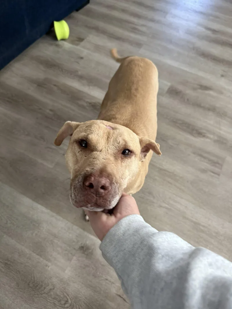 An adult large-sized male Yellow / Tan / Blond / Fawn Mixed Breed dog named Stewart for adoption in Cincinnati, OH
