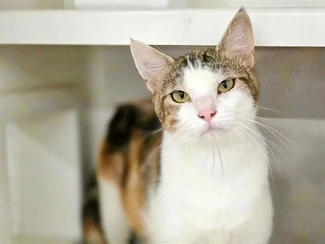A young small-sized female Domestic Short Hair cat named Sally for adoption in Saint Louis, MO