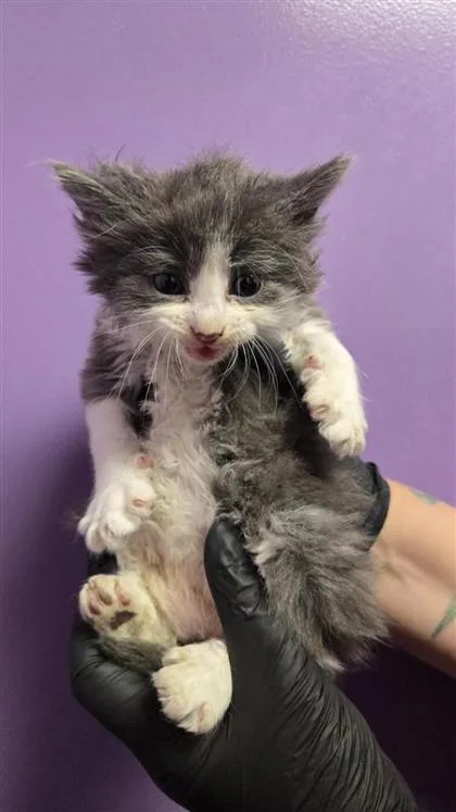 A baby small-sized male Gray / Blue / Silver Domestic Medium Hair cat named 60779138 for adoption in El Paso, TX