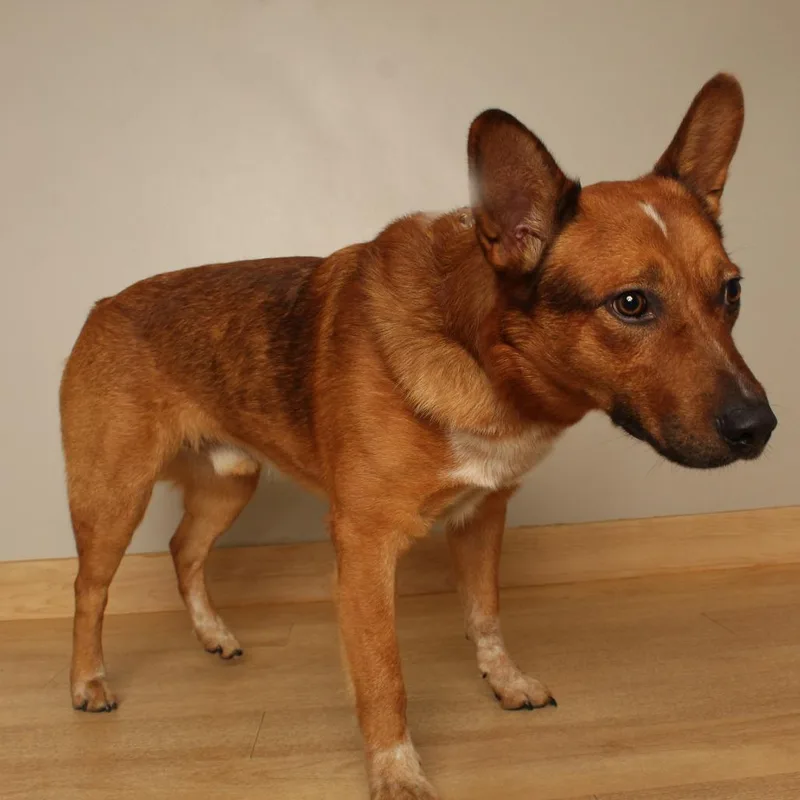 A young medium-sized male Cattle Dog dog named Grover D for adoption in Minnetonka, MN