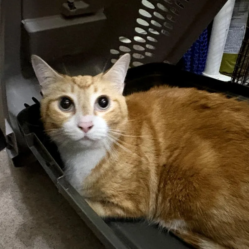 An adult small-sized male Orange / Red Domestic Short Hair cat named IEPAStray_ for adoption in Upland, CA